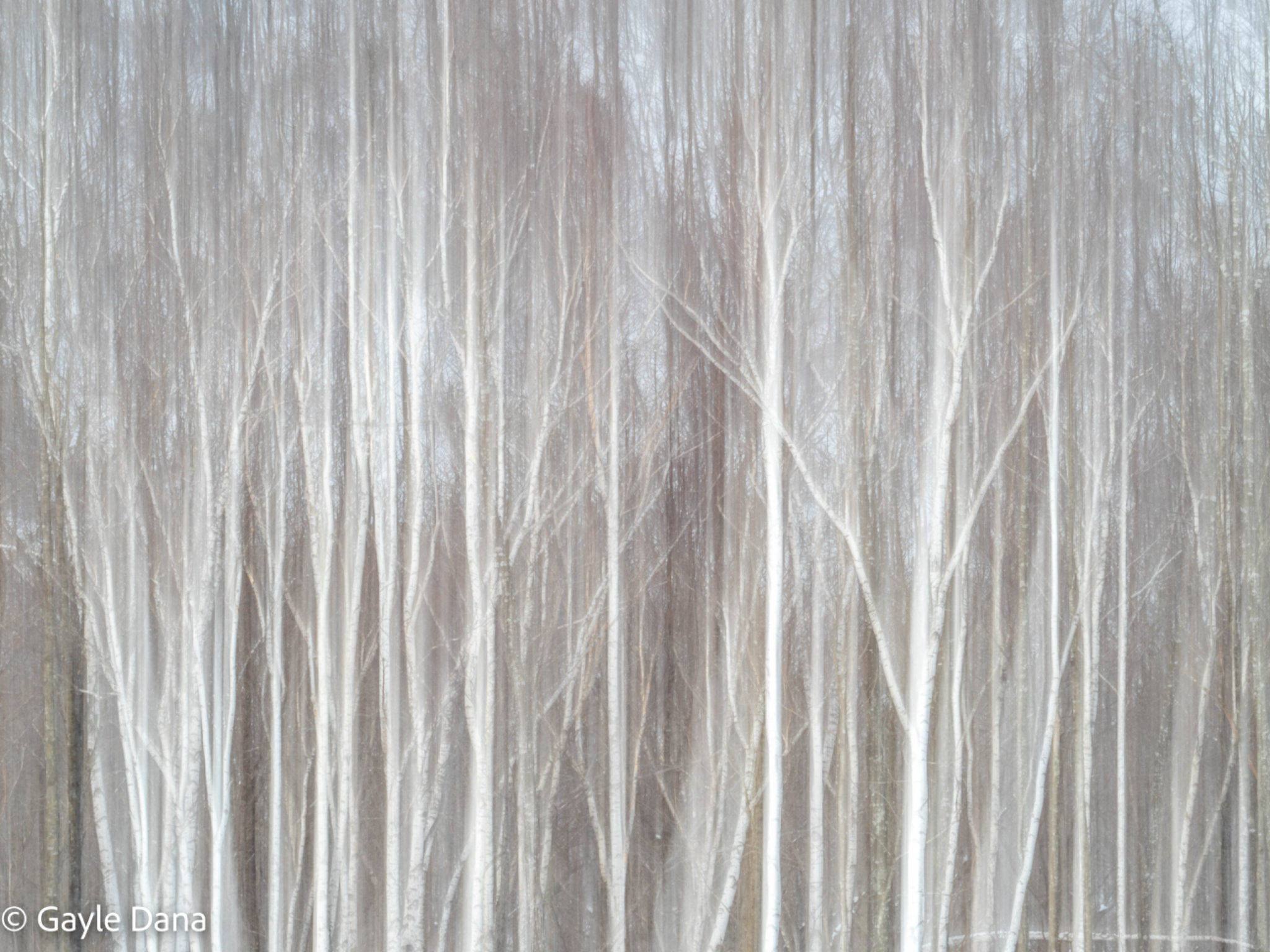 Tree blur 2
